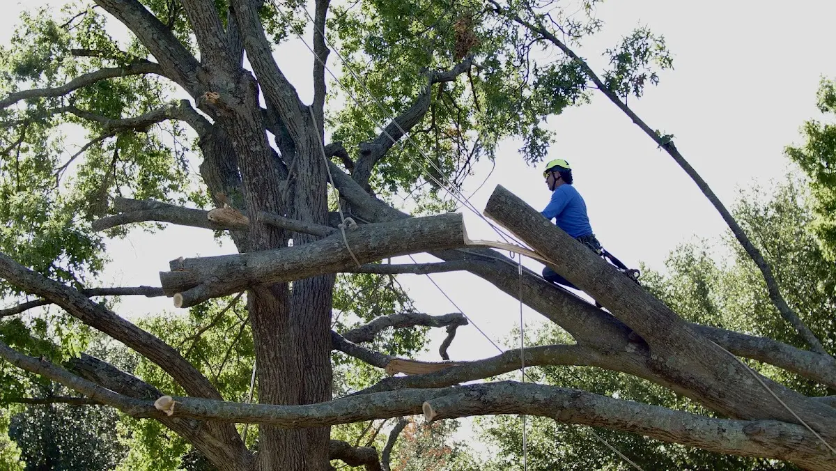 Professional Crown Thinning performed by certified arborists in Fountain Inn