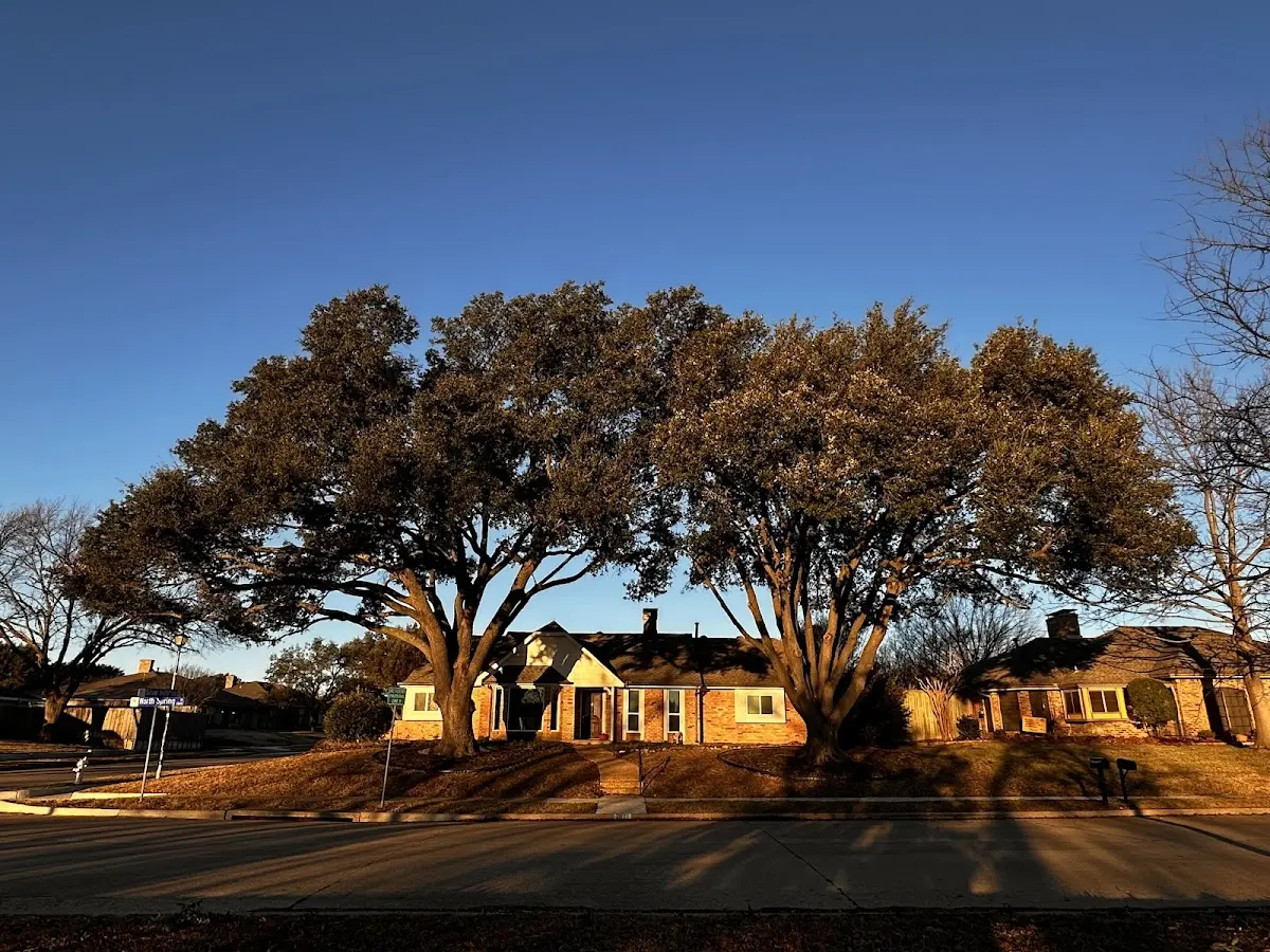 Established residential canopy tree shading a home in Fountain Inn